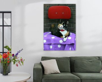 Nice tabby cat with green big eyes