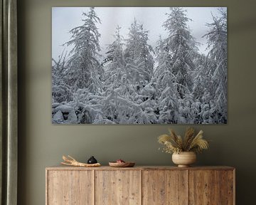 Great winter landscape with snow-covered firs in the Eifel by David Esser