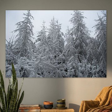 Great winter landscape with snow-covered firs in the Eifel
