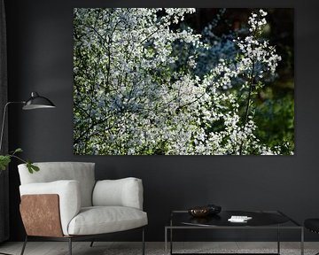 Een haag met witte bloemen wordt verlicht door zonlicht