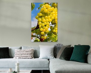 Raisins blancs sur la vigne sur Udo Herrmann