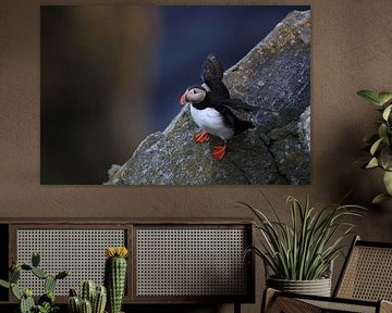 Puffins Norway