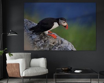 Puffins Norway