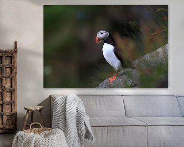 Atlantic Puffin or Common Puffin, Fratercula arctica, Norway by Frank Fichtmüller