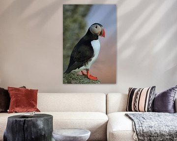 Puffins Norway by Frank Fichtmüller