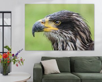 Amerikaanse Zeearend van Tanja van Beuningen