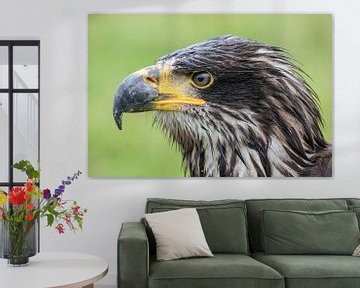 Amerikanischer Seeadler von Tanja van Beuningen