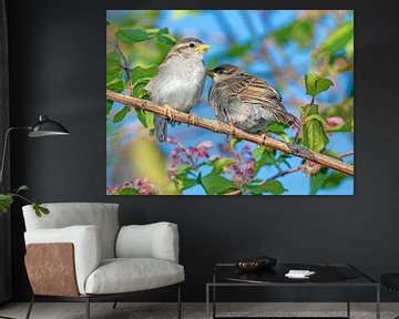 Two young sparrows sitting on a branch by ManfredFotos