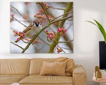 A sparrow sits on a branch by ManfredFotos