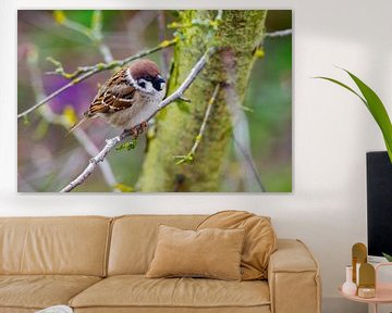 A sparrow sits on a branch by ManfredFotos