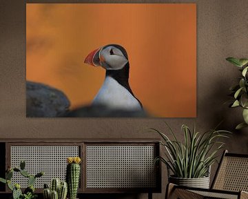 Puffins in the last evening light Norway by Frank Fichtmüller