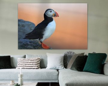 Atlantic Puffin or Common Puffin, Fratercula arctica, Norway by Frank Fichtmüller