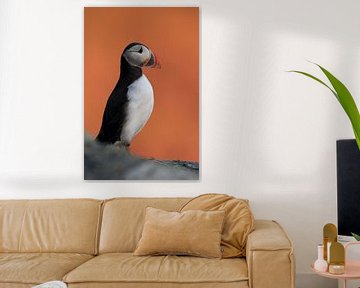 Atlantic Puffin or Common Puffin, Fratercula arctica, Norway by Frank Fichtmüller