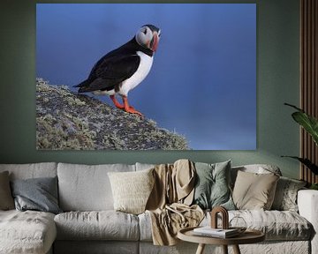 Atlantic Puffin or Common Puffin, Fratercula arctica, Norway by Frank Fichtmüller