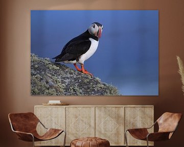 Atlantische papegaaiduiker of gewone papegaaiduiker, Fratercula arctica, Noorwegen van Frank Fichtmüller