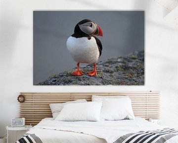 Atlantic Puffin or Common Puffin, Fratercula arctica, Norway by Frank Fichtmüller