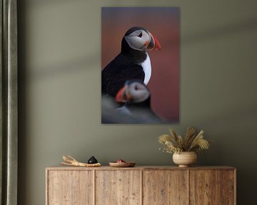 Atlantic Puffin or Common Puffin, Fratercula arctica, Norway by Frank Fichtmüller