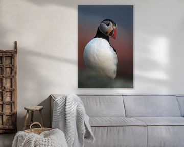 Atlantic Puffin or Common Puffin, Fratercula arctica, Norway by Frank Fichtmüller