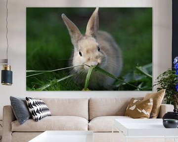 Jong bruin konijn eet gras van cuhle-fotos