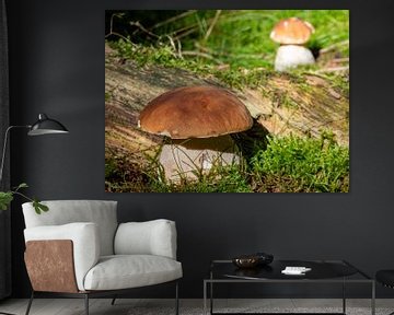 Porcini paddestoelen in het bos tijdens het paddestoelenseizoen van Animaflora PicsStock