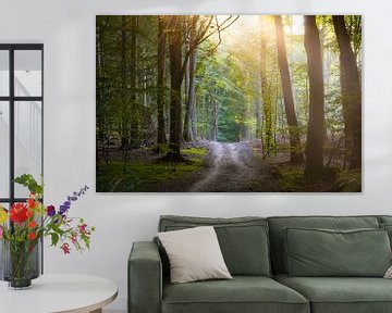 Forest path on the island of Rügen