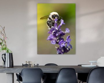 Bumblebee on flowering lavender