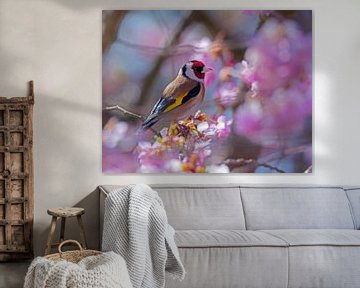 Goldfinch in flowering cherry tree by ManfredFotos