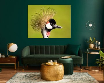 Portret van een gekroonde kraanvogel