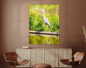 A grey heron lies in wait for its prey on the shore by ManfredFotos