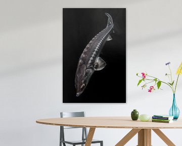 Sturgeon large live fish isolated on black background from top to bottom by Michael Semenov