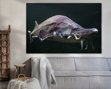 beluga vis steur vis close-up snuit met een snor komt uit het donkergroene water. van Michael Semenov
