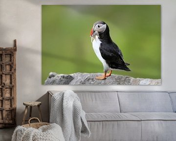 Atlantic Puffin or Common Puffin, Fratercula arctica, Norway by Frank Fichtmüller