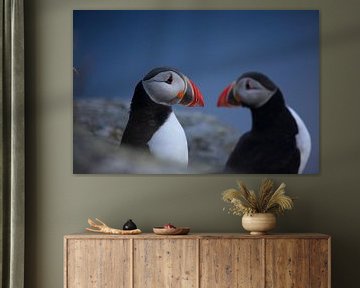 Atlantic Puffin or Common Puffin, Fratercula arctica, Norway by Frank Fichtmüller