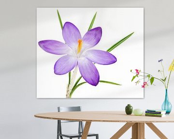 Lila Krokus Blüte auf weissem Hintergrund von ManfredFotos
