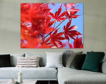Vurige herfstkleur: Rode Esdoorn Bladeren van Imladris Images