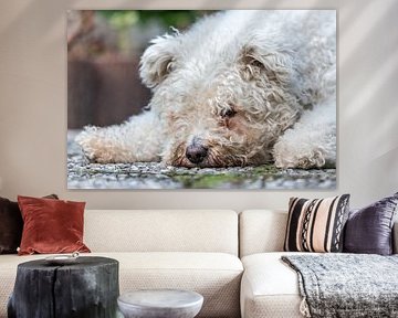 A white Pumi dog is lying on the ground and looks sad