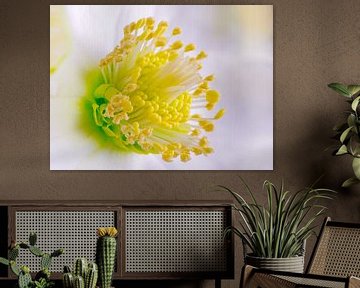 Makro einer Christrosen Blüte von ManfredFotos