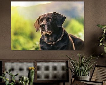 Portret van een oudere Labrador hond van Annabell Gsödl