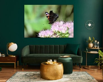 Butterfly Peacock eye on pink Agastache Foeniculum by Ingrid Bargeman