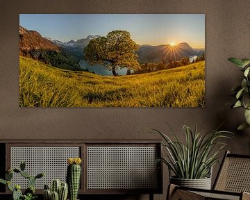 Bergahorn über dem Wäggital - Sonnenuntergang - Panorama von Pascal Sigrist - Landscape Photography