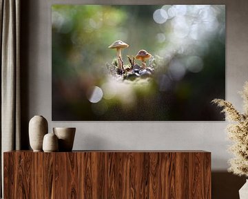 Bokeh and Mushroom by A. Bles