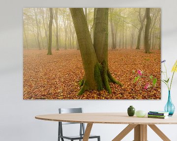 Forêt de hêtres brumeuse lors d'un matin d'automne sur Sjoerd van der Wal Photographie