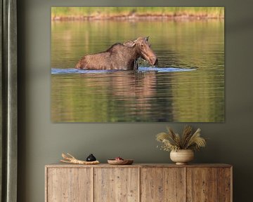Moose cow eating water plants in Lake Glacier National Park in Montana, USA by Frank Fichtmüller