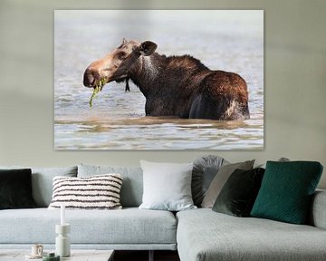 Vache d'orignal mangeant des plantes aquatiques dans le parc national du lac Glacier, dans le Montan sur Frank Fichtmüller