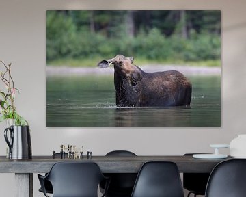 Elandkoe die waterplanten eet in het Glacier Nationaal Park in Montana, VS van Frank Fichtmüller