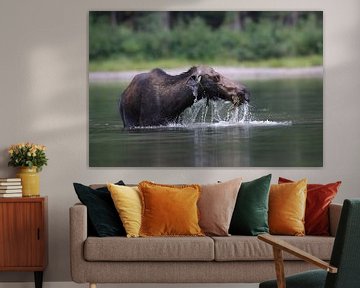 Moose cow eating water plants in Lake Glacier National Park in Montana, USA by Frank Fichtmüller