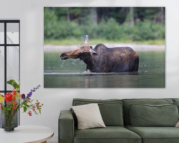 Moose cow eating water plants in Lake Glacier National Park in Montana, USA by Frank Fichtmüller