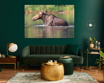 Moose cow eating water plants in Lake Glacier National Park in Montana, USA by Frank Fichtmüller