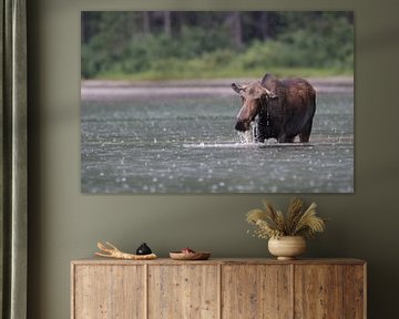 Moose cow eating water plants in Lake Glacier National Park in Montana, USA by Frank Fichtmüller