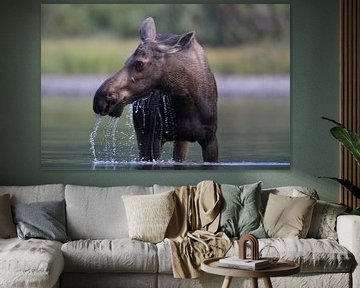 Moose cow eating water plants in Lake Glacier National Park in Montana, USA by Frank Fichtmüller